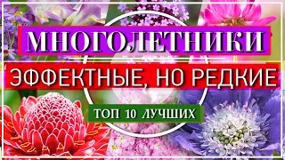 10 СУПЕР ЭФФЕКТНЫХ Многолетников 🌹 Незаслуженно РЕДКИХ, Но НЕВЕРОЯТНО Красивых💕