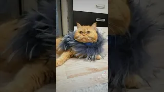 Российским кошкам запретили