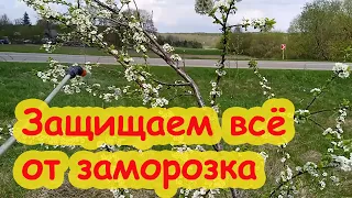 СЛИВА ЦВЕТЁТ, А УРОЖАЯ НЕТ! ЧЕМ ОБРАБОТАТЬ САД ВЕСНОЙ. ЗАЩИТА САДА и ОГОРОДА от ЗАМОРОЗКОВ и ХОЛОДА.