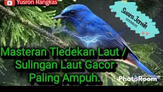 Masteran Tledekan Laut / Sulingan Laut Gacor Suara Pedas Paling Ampuh