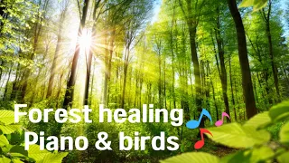 🍃4K comfortable forest birdsong + piano healing music / cardiovascular healing, stress relief