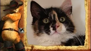 Cute Funny Cat - Very Funny kitten Videos on Youtube 2013