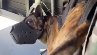 Airborne Dog Jumps From Plane With Special Forces