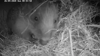 Hedgehog about to give birth.