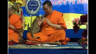 Friendly Cat Tests Buddhist Monk's Patience in Thailand