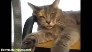 Funny Cat Videos 2013‬