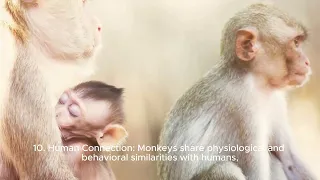 monkey facts#monkey#monkeyvideo#kidsvideo#kidslearning#amazingfacts#animallover#forkids #uniquefacts