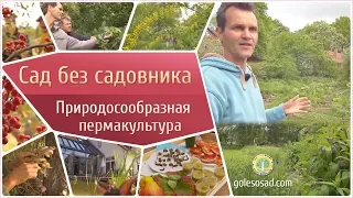 САД БЕЗ САДОВНИКА ( Природосообразная пермакультура)