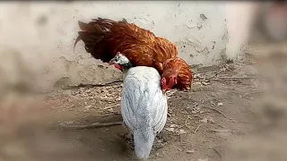 Amazing Rooster V/S Teetar || Village Animals ||