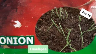 Onions From Seeds Timelapse