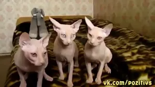 СМЕШНЫЕ КОТЫ Смешное видео Приколы с котами и кошками 2017  4