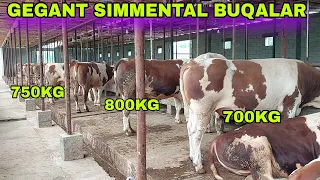 800 KG SIMMENTAL BUQALAR SOTILADI +998932179009 BOQISH SIRLARI