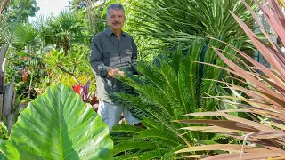 Extreme Zone Pushing Part 6 Sago Palm