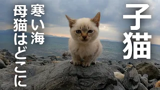 子猫が海にポツン母猫を探すために泣き叫んだ結果…