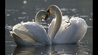 【 Swan | Couple | Lake 】 1 Hour Piano Music | Study | Relaxing | Sleep Music | Cozy Music Channel