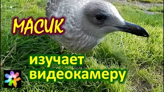 🐥📹 #15 Птенец и видеокамера. Птенец морской чайки вернулся