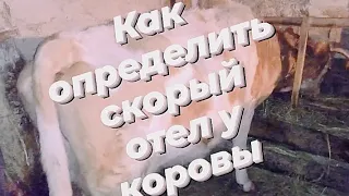 КАК ОПРЕДЕЛИТЬ СКОРЫЙ ОТЕЛ У КОРОВЫ🐮. КОГДА ЖДАТЬ ОТЕЛА.