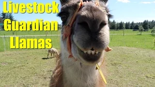 Livestock Guardian Llamas