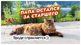 Я остался на хозяйстве. Кот Вилли помогает!