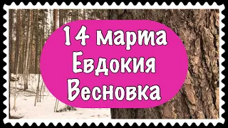 14 марта Евдокия Весновка или Авдотья Плющиха, поверья и традиции дня