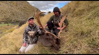 Whopper Fallow Buck! Adventure near Lake Hawea New Zealand. South Island Bucks!