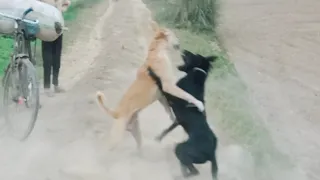 street dog fight , dog video , #dogfight #funnyvideo #viral