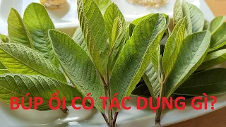 Búp ổi có tác dụng gì || Cách sử dụng hiệu quả nhất