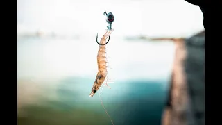 3 METHODS I Use When Fishing Live Shrimp - Saltwater Fishing Basics