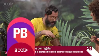 No saps quina planta regalar? T'ajudem a triar-la! - Planta baixa