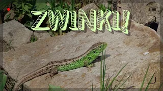 Jak znaleźć jaszczurkę? - jaszczurka zwinka