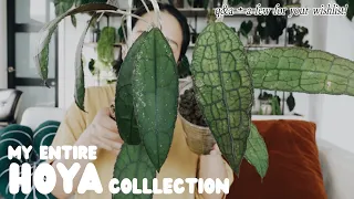 my entire hoya collection, hoya Q&A + my wishlist hoya and a few cool ones to put on your radar!