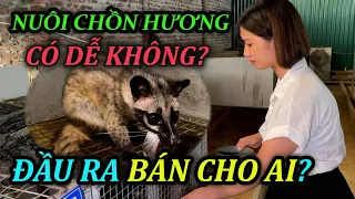 Giá Bán Chồn Hương Giống 3 Miền - Nuôi Cầy Hương Có Dễ Không? Đầu Ra Ở Đâu, Bán Cho Ai? | CNV