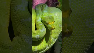 Green Tree Python up close #snake #reptile