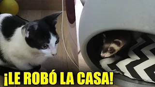 REGALAMOS UNA CASA PARA EL BEBÉ GATO Y EL HURÓN HUMI SE LA ROBA CON LYNA