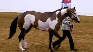 APHA World Show Amateur Yearling Stallions Part 2