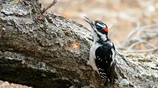 Hairy woodpecker eats a grub and continues pecking