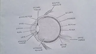 How To Draw Human Eye || Human Eye Diagram #humaneye #eye