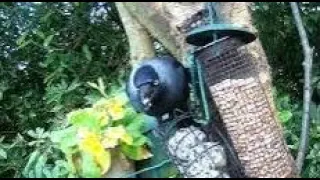 Jackdaw Birds On Spring Saturday Visit To My Cottage Garden Scone Perth Perthshire Scotland