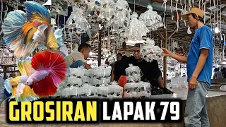 CUPANG GROSIRAN LAPAK 79 PASAR PARUNG BOGOR || BANG APUD