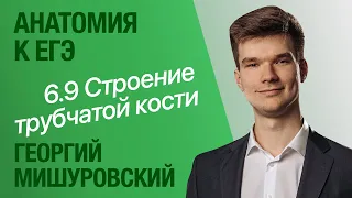 6.9. Строение кости. Виды костей | Анатомия к ЕГЭ | Георгий Мишуровский