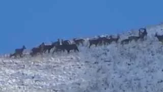 Ibex, Сибирский горный козёл