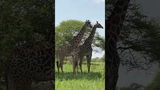 My trip to Africa Pt.2 - Safari