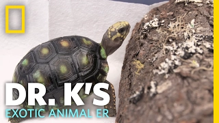 A Tortoise Spa Day | Dr. K's Exotic Animal ER