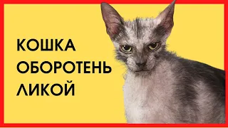 КОШКА ОБОРОТЕНЬ ЛИКОЙ