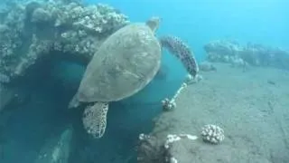 Mala Pier dive, Lahaina Maui (RAW)