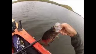 Massive Contra Loma Reservoir Crappie - 2lbs 6 oz