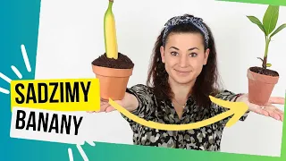 Posadź Banana Ze Sklepu, a Wyrośnie Ci Bananowiec! Prawda czy Fejk? @egzotycznie