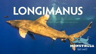 Oceanic Whitetip Shark A.K.A. Longimanus