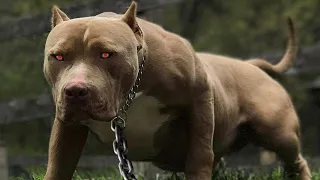 5 Самых Опасных Пород Собак в Мире