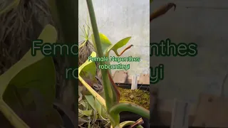 This Nepenthes robcantleyi is almost in bloom again!